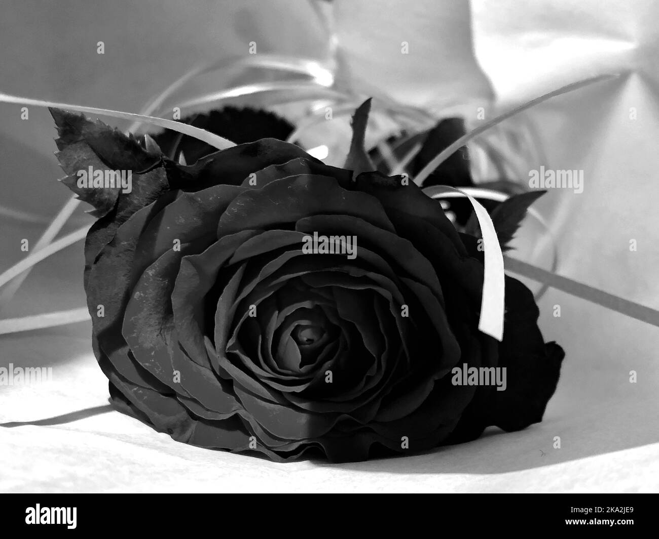 Un gros plan spectaculaire en niveaux de gris d'une rose avec une ombre sur un fond blanc. Banque D'Images
