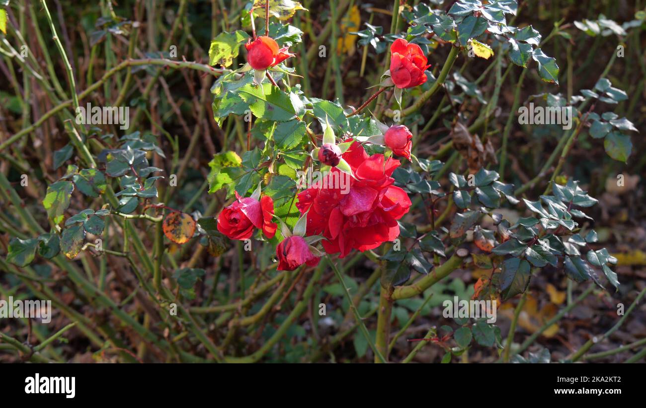 Roses rouges dans le jardin. Belles fleurs d'ambiance automnale. Photo avec rosier. Banque D'Images