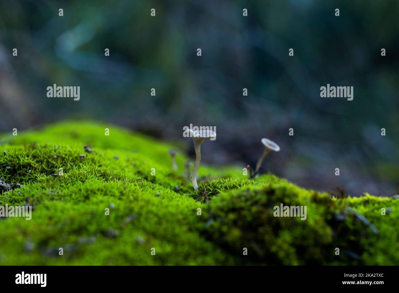 champignon Banque D'Images