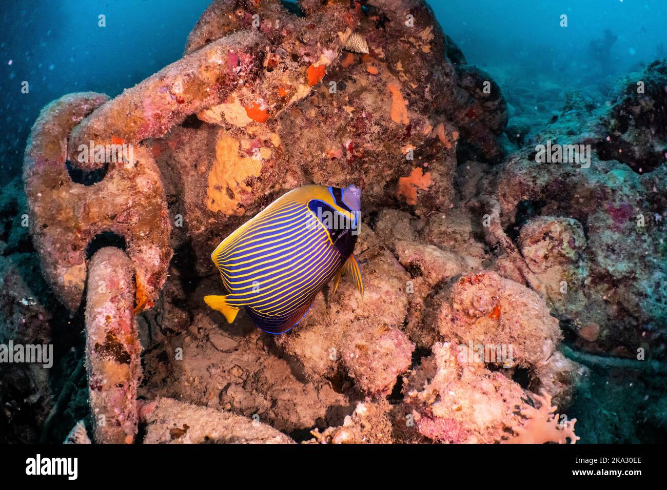 Un empereur angelfish natation sous l'eau Banque D'Images