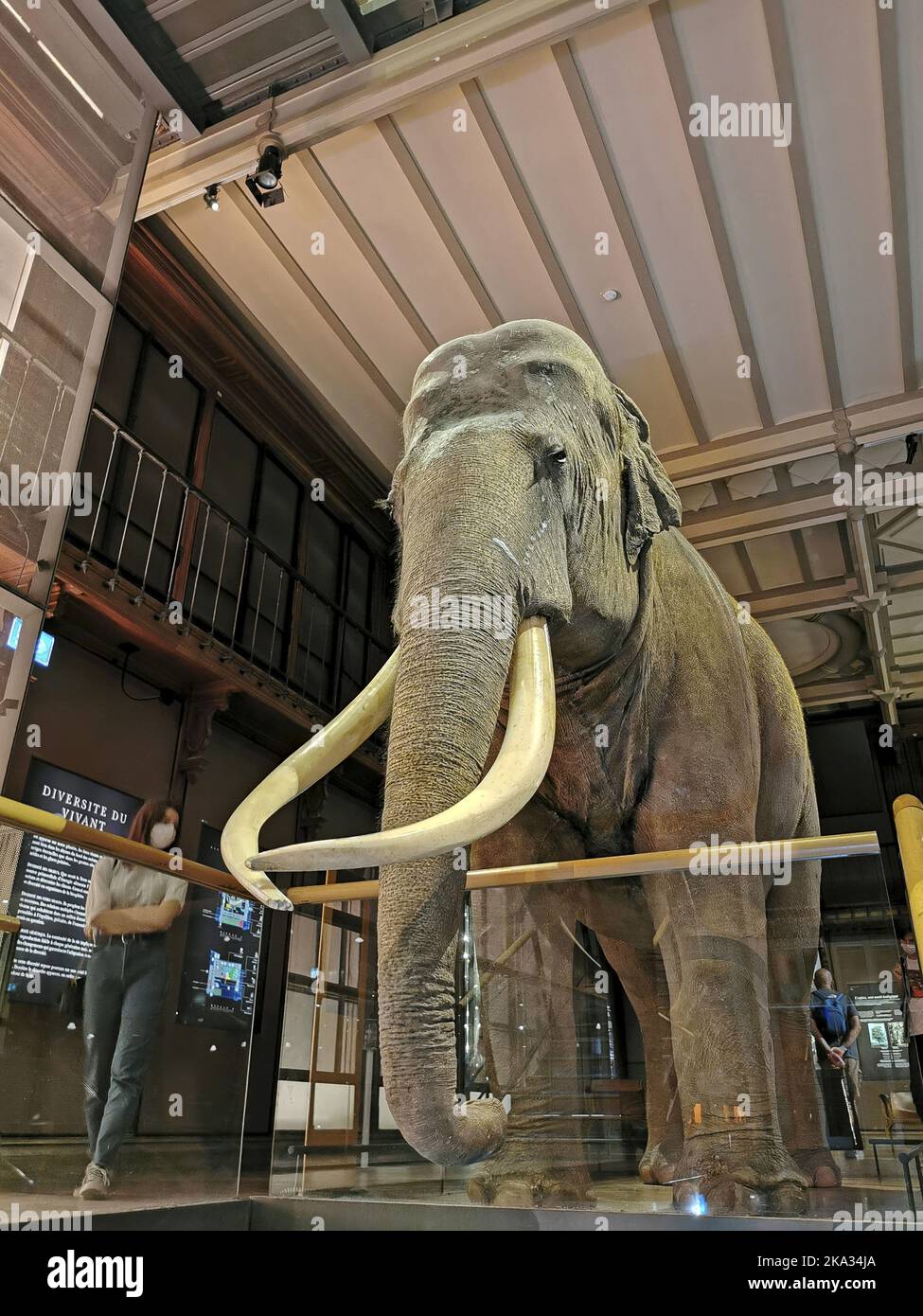 France, Paris, Musée National d'Histoire naturelle - jardin des plantes - la Grande Galerie de l'Evolution Musée National d'Histoire naturelle, Jardi Banque D'Images