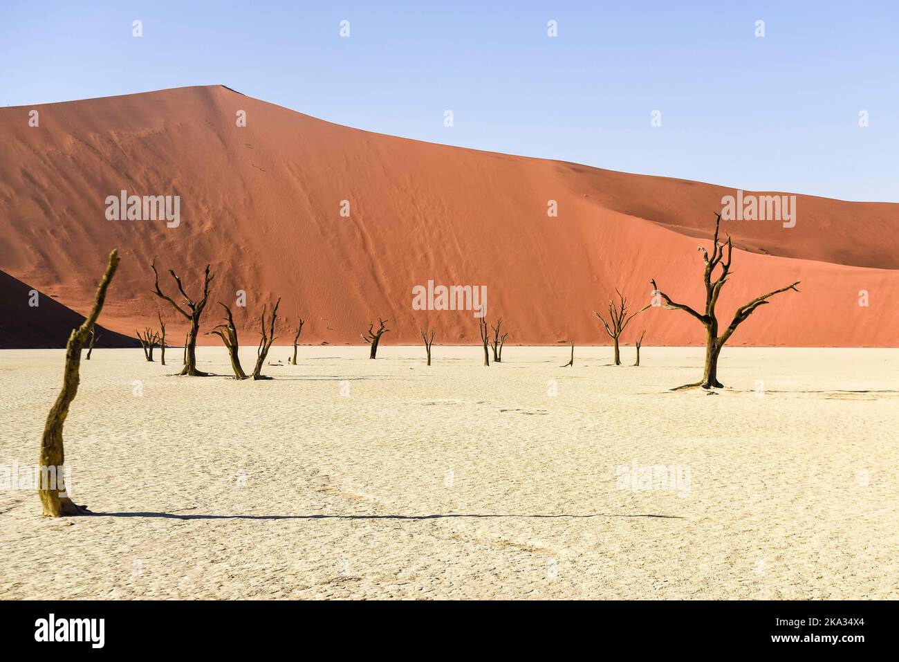 Arbres Camelthorn à Deadvlei, Sossusvlei, Namibie. Ils ont été formés lorsque la zone a inondé permettant aux arbres de croître, mais les dunes de sable ont bloqué la rivière, coupant toute l'eau. Les arbres sont morts il y a environ 700 ans, et en raison de la sécheresse intense, ne peut pas pourrir. Banque D'Images