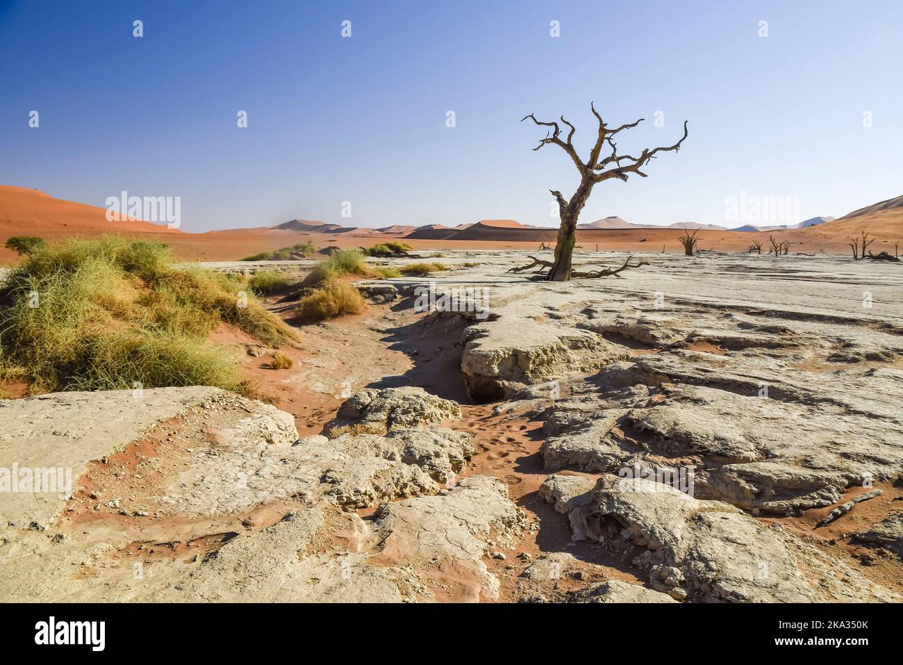 Arbres Camelthorn à Deadvlei, Sossusvlei, Namibie. Ils ont été formés lorsque la zone a inondé permettant aux arbres de croître, mais les dunes de sable ont bloqué la rivière, coupant toute l'eau. Les arbres sont morts il y a environ 700 ans, et en raison de la sécheresse intense, ne peut pas pourrir. Banque D'Images