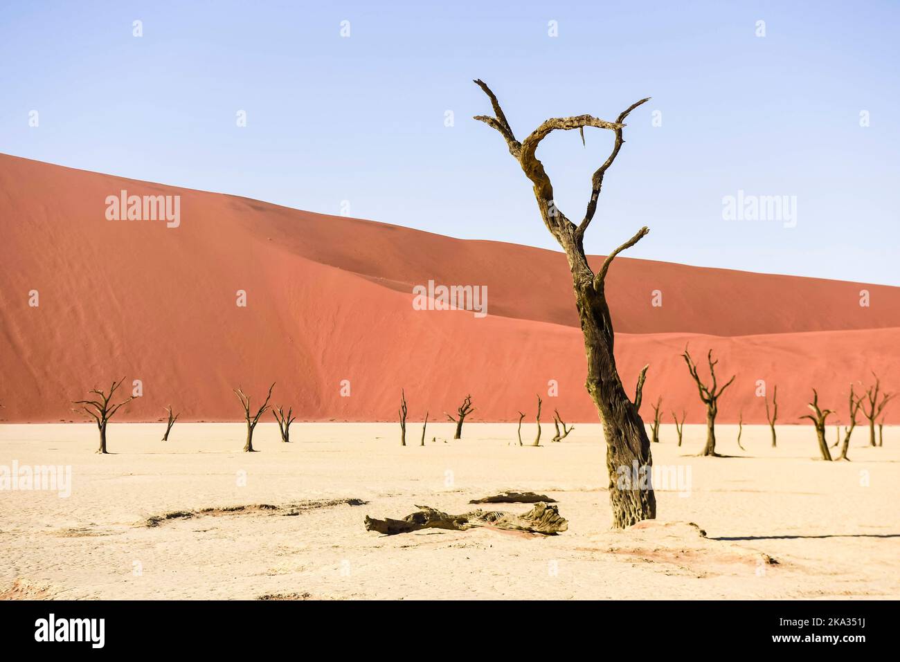 Arbres Camelthorn à Deadvlei, Sossusvlei, Namibie. Ils ont été formés lorsque la zone a inondé permettant aux arbres de croître, mais les dunes de sable ont bloqué la rivière, coupant toute l'eau. Les arbres sont morts il y a environ 700 ans, et en raison de la sécheresse intense, ne peut pas pourrir. Banque D'Images