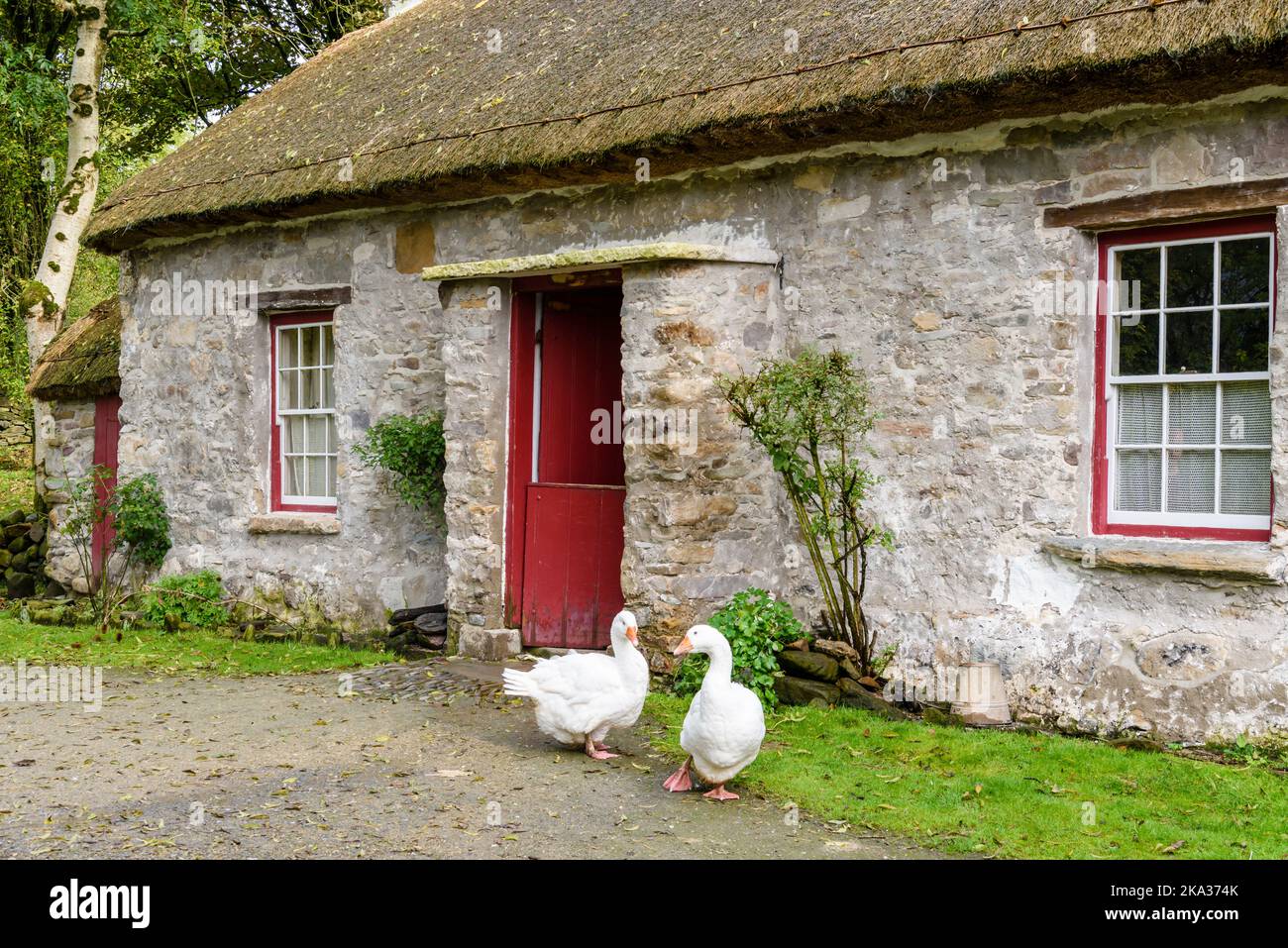 Deux oies à l'extérieur d'un petit cottage de chaume irlandais de trois pièces, commun aux petits agriculteurs au 1800s 19th siècle Banque D'Images