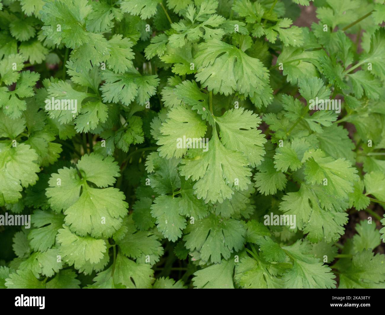Un gros plan du feuillage vert coupé de la coriandre - Coriandrum sativum Banque D'Images