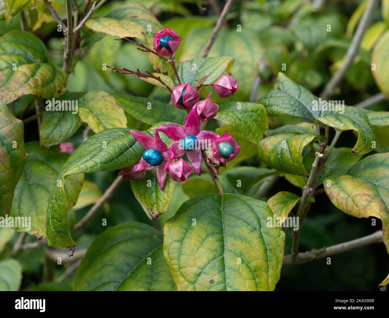 Le joyau bleu, comme les baies de Clerodendrum trichotomum var. Fargesii, est envoyé contre le feuillage d'automne à coloration lente Banque D'Images
