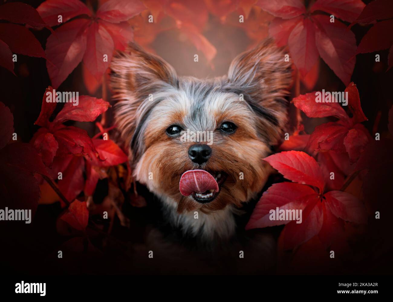 Portrait d'un terrier du Yorkshire en automne. Banque D'Images