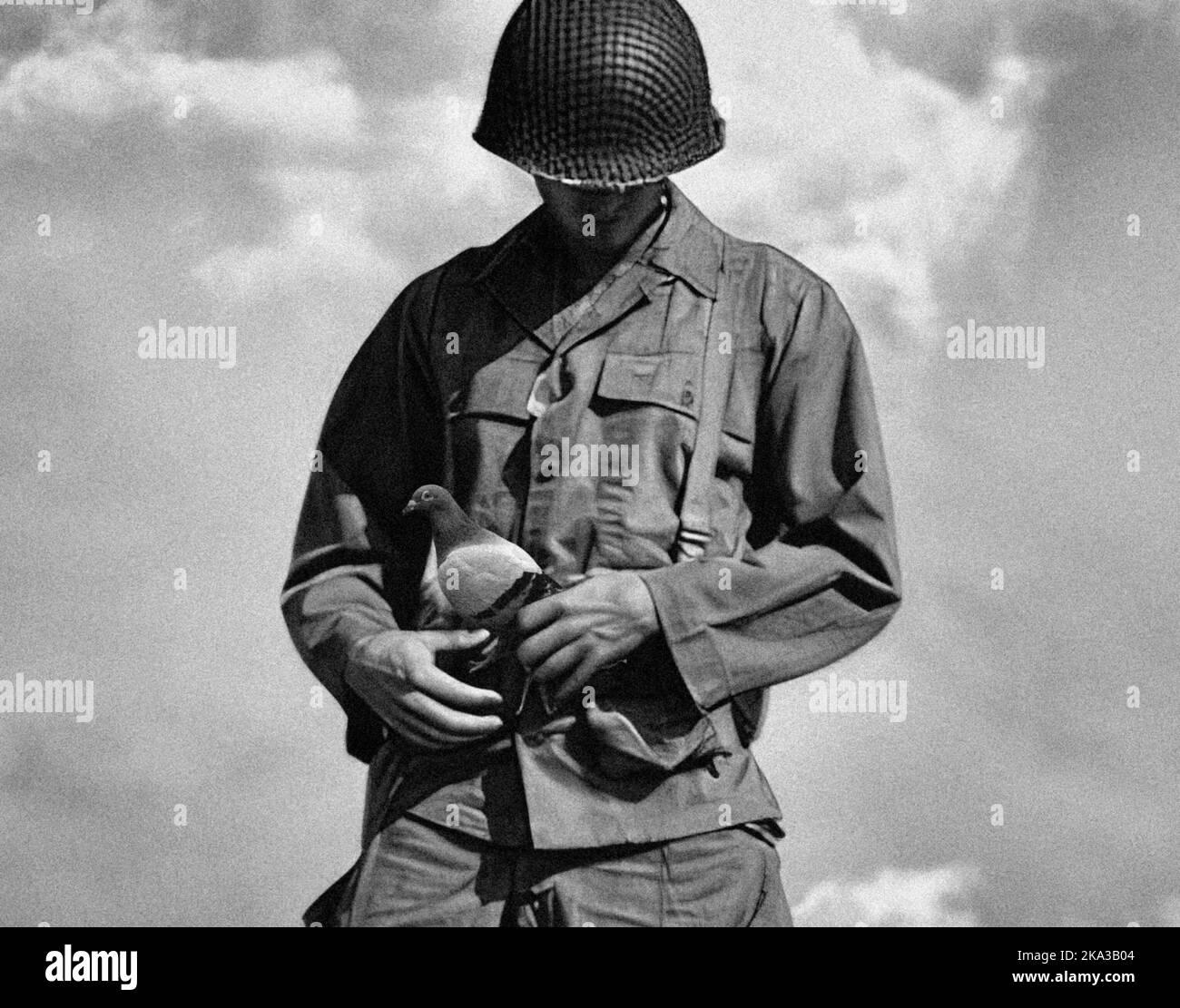 Pigeon porteur de la Seconde Guerre mondiale Banque D'Images Pigeon porteur de la Seconde Guerre mondiale Banque D'Images