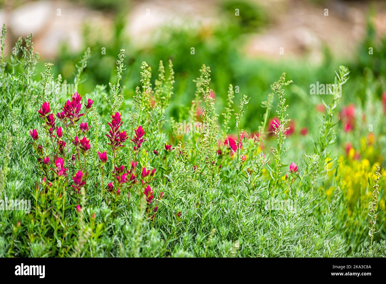 Gros plan des fleurs de prairie et de peinture rouge et jaune dans le bassin d'Albion, dans l'Utah saison estivale des fleurs sauvages dans les montagnes rocheuses de Wasatch Banque D'Images