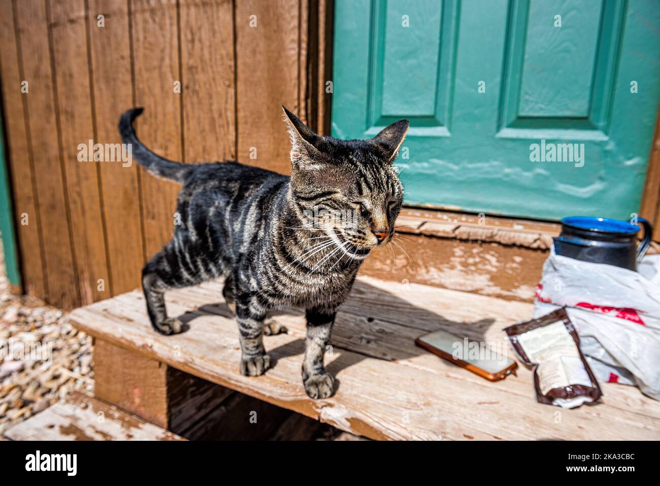 Tabby chat mendiant pour la nourriture debout à l'extérieur sur le porche  escalier en bois marches porte entrée à la maison avec téléphone et  gâteries Photo Stock - Alamy