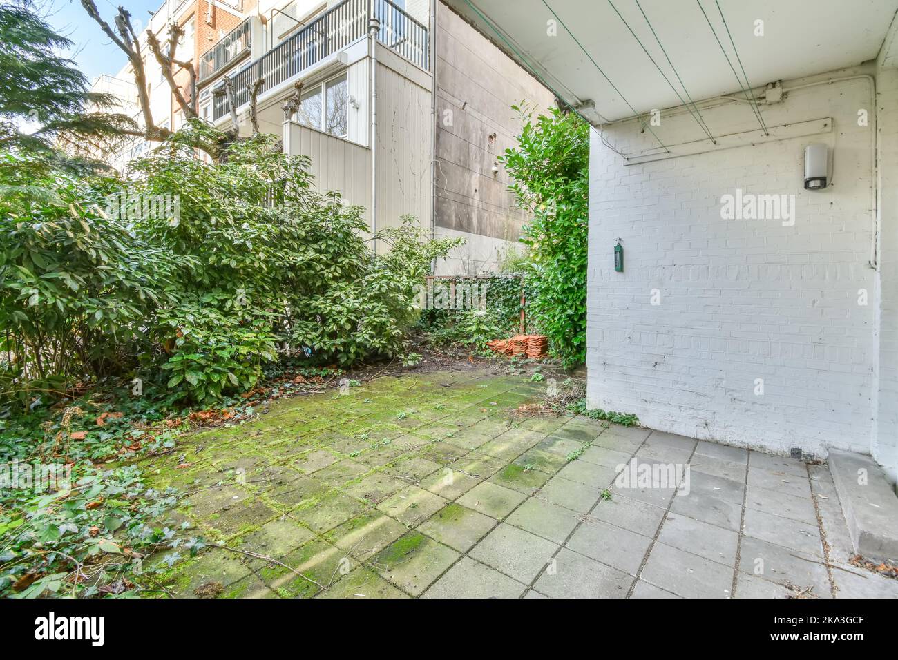 Arrière-cour d'une maison avec des arbres et des plantes vertes à côté d'autres maisons alignées vieux Banque D'Images