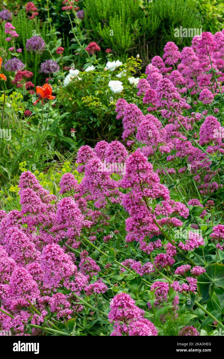 Fleurs poussant dans un jardin à Old Hunstanton dans Norfolk Angleterre Royaume-Uni Banque D'Images