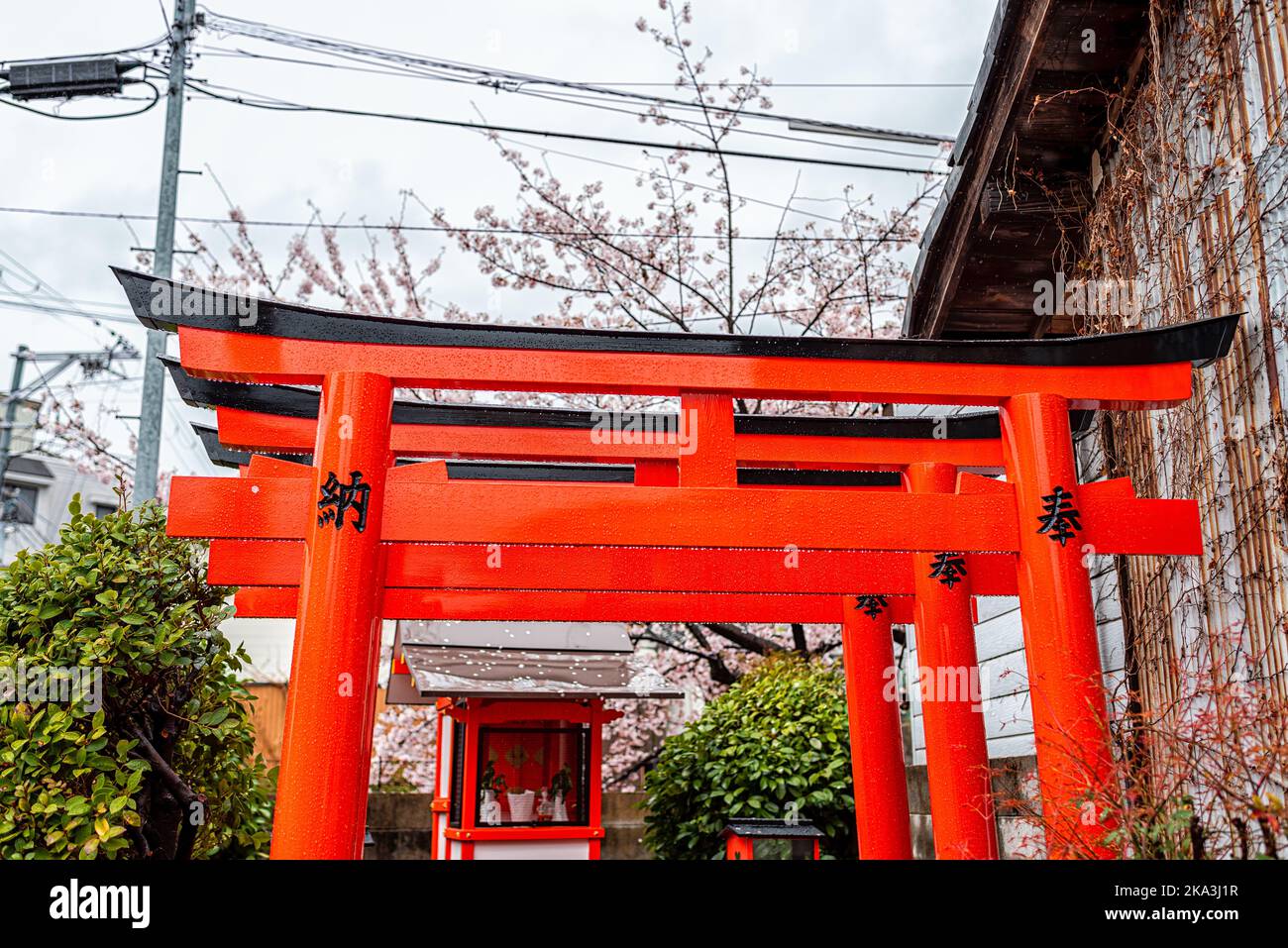 Kyoto, Japon - 10 avril 2019 : rangée de portes de vermilion torii devant le petit sanctuaire shinto dans le quartier de Gion de Kyoto au printemps avec Cherry Blossom sa Banque D'Images
