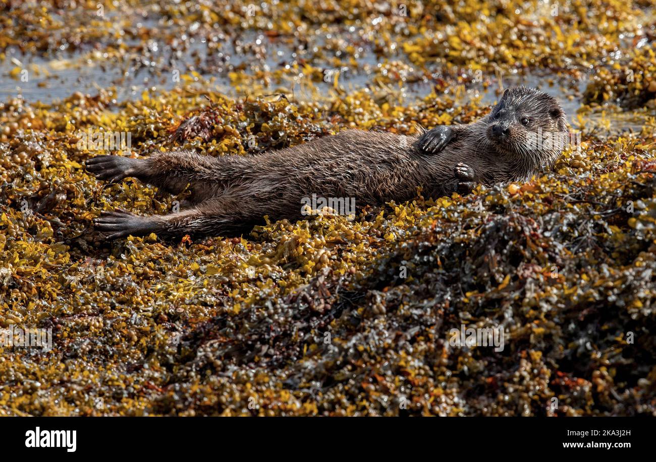 Otter sur l'île de Mull, côte ouest de l'Écosse, dans les Hébrides intérieures, affichant divers comportements et pose sur l'herbe de mer le long de la rive. Banque D'Images