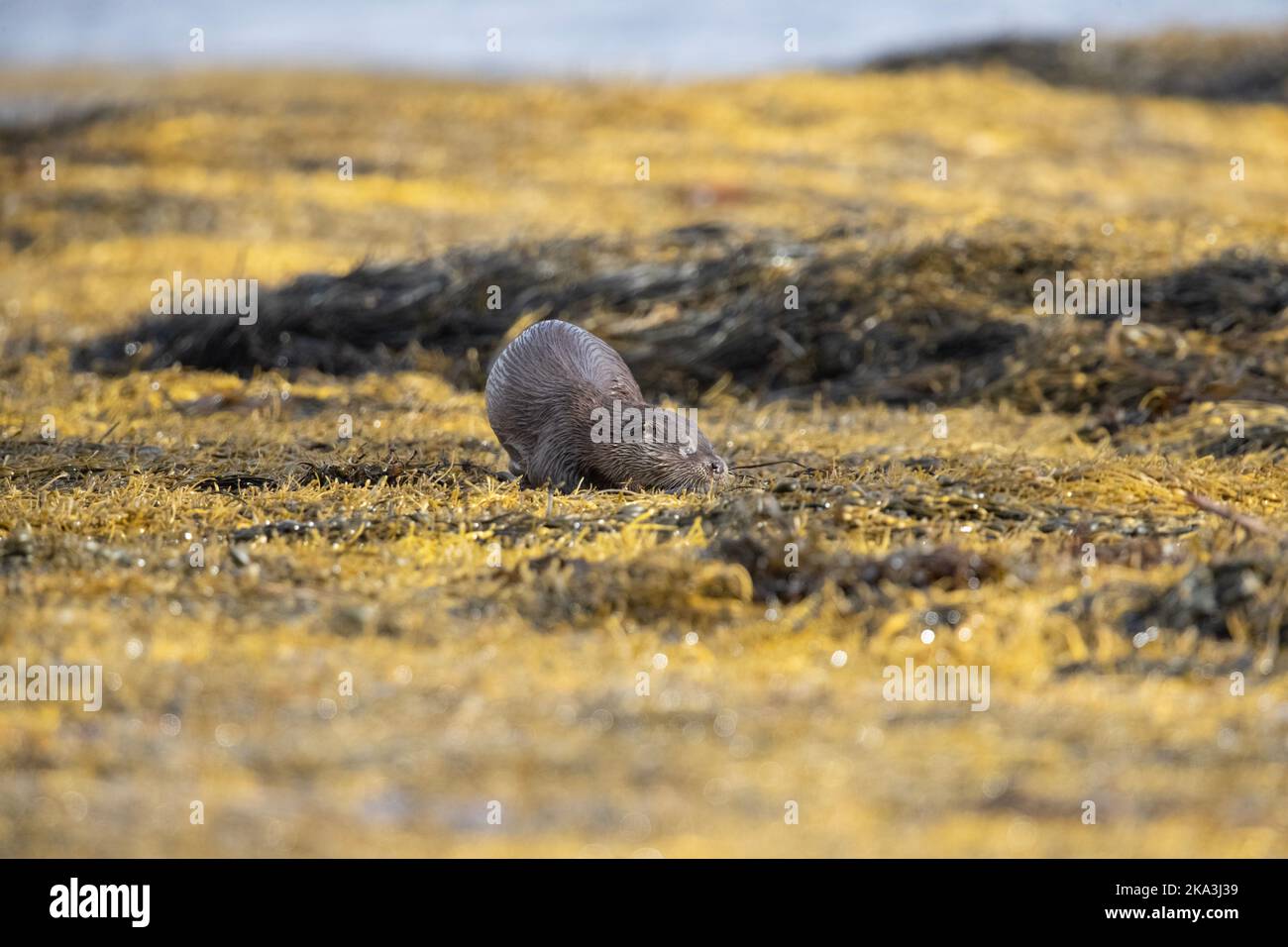 Otter sur l'île de Mull, côte ouest de l'Écosse, dans les Hébrides intérieures, affichant divers comportements et pose sur l'herbe de mer le long de la rive. Banque D'Images