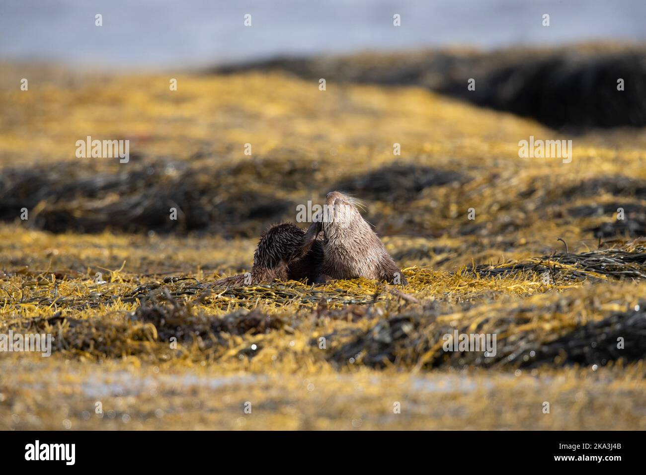 Otter sur l'île de Mull, côte ouest de l'Écosse, dans les Hébrides intérieures, affichant divers comportements et pose sur l'herbe de mer le long de la rive. Banque D'Images