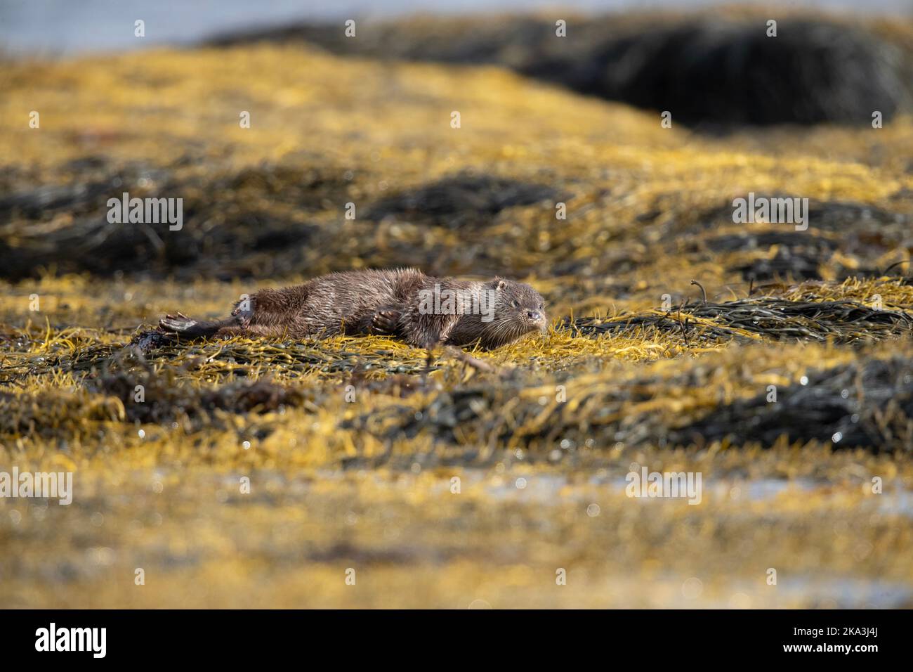 Otter sur l'île de Mull, côte ouest de l'Écosse, dans les Hébrides intérieures, affichant divers comportements et pose sur l'herbe de mer le long de la rive. Banque D'Images