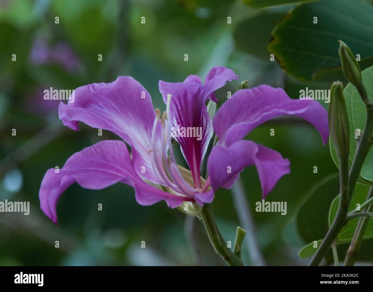 Fleurs tropicales, Jacmel, Haïti - Orchidée - Bauhinia variegata Banque D'Images