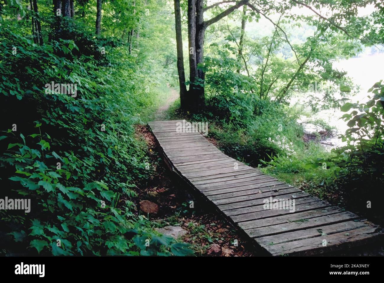 Une passerelle en bois au lac Noblett, dans le Missouri, relie deux parties d'un chemin à travers les bois de la forêt rurale Ozarks Mark Twain. Banque D'Images