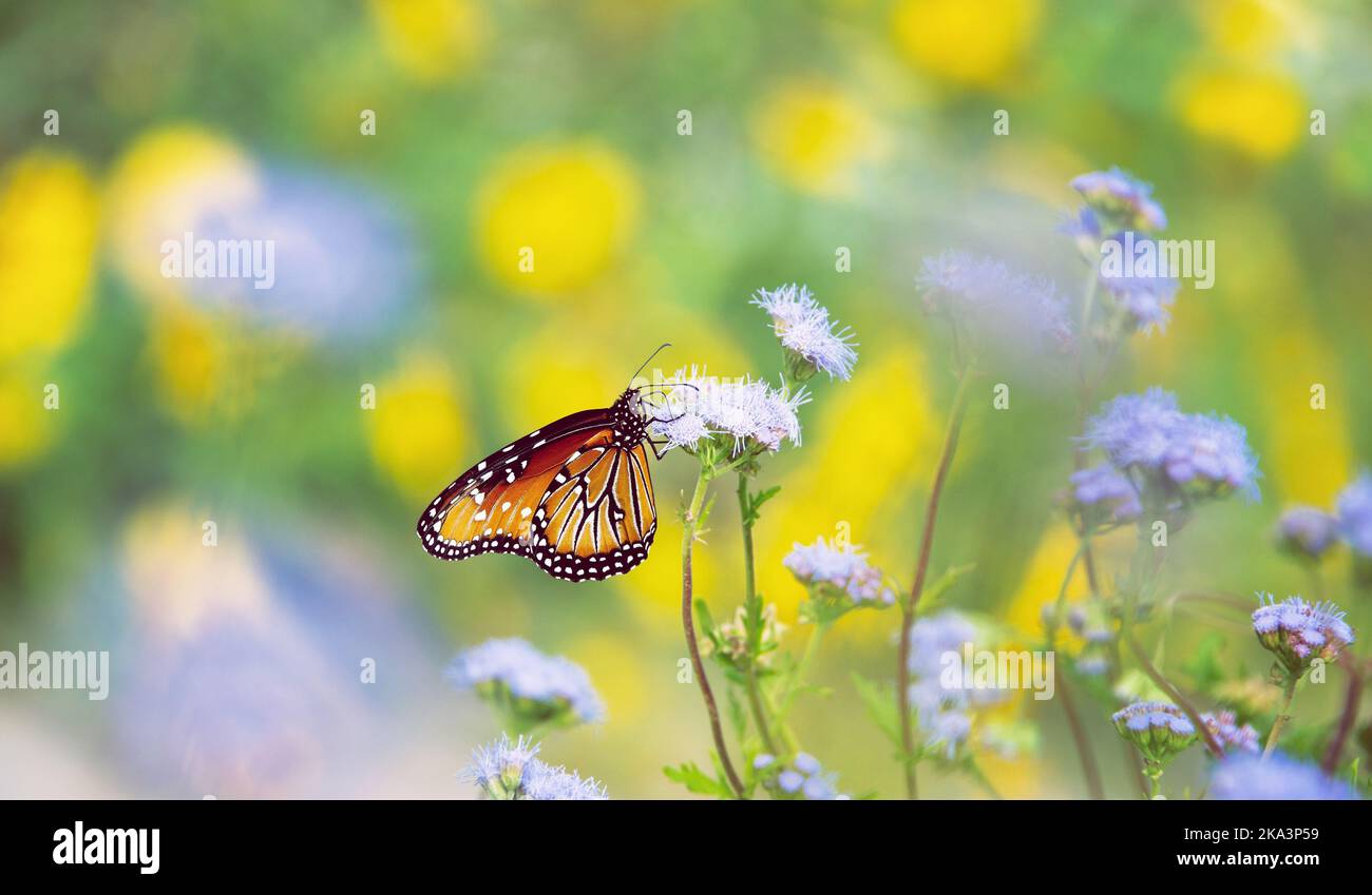 Grand papillon (Danaus gilippus) se nourrissant sur des fleurs bleues (Conoclinium greggii) lors d'une journée d'automne ensoleillée. Migration d'automne. Fond de fleur jaune wi Banque D'Images