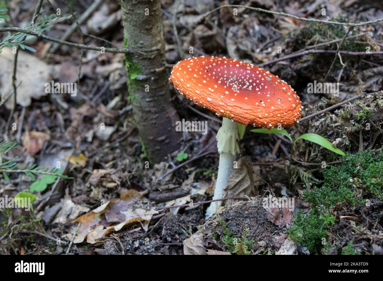 Mouche agarique (Amanita muscaria) Mushroom Banque D'Images