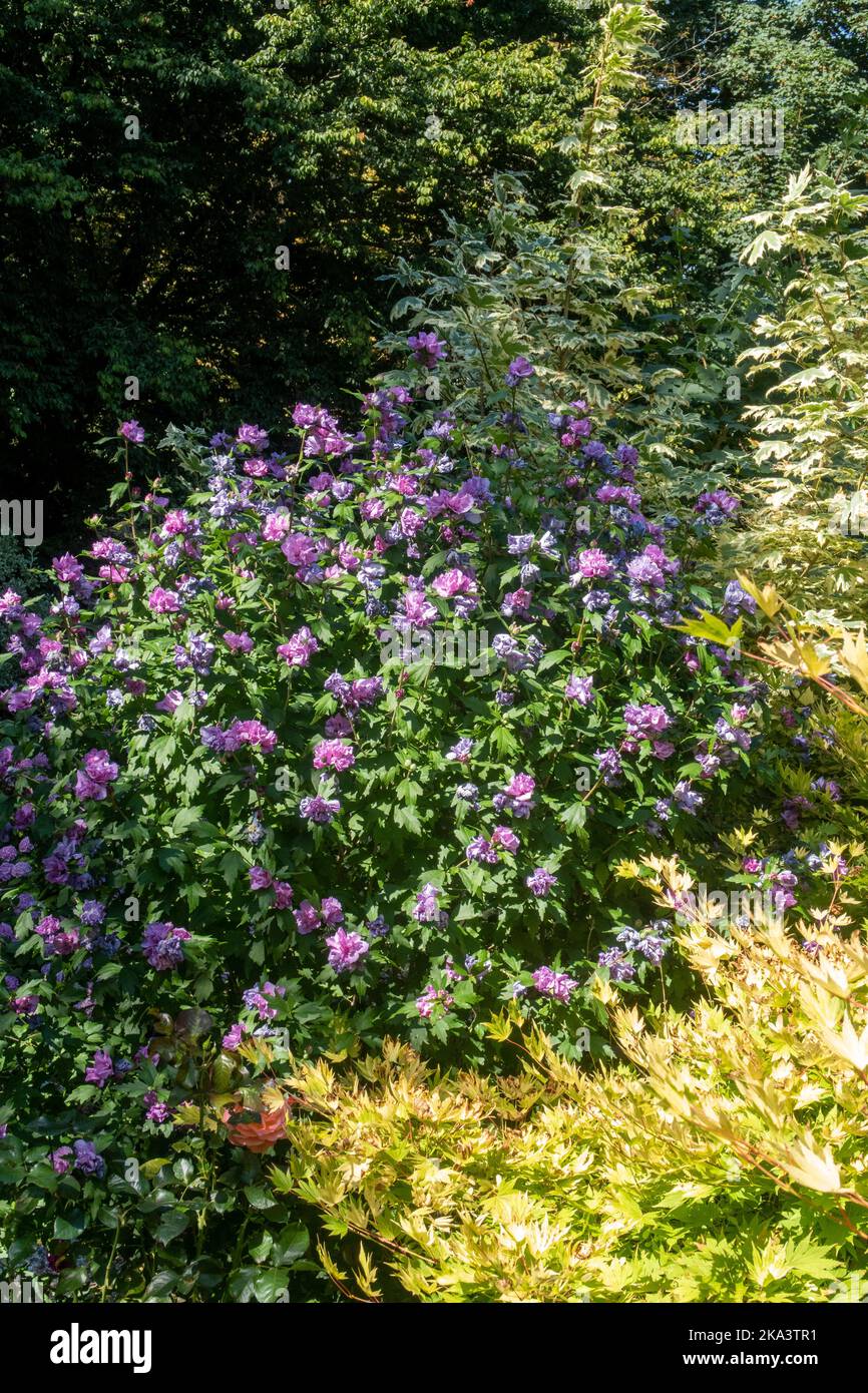 Scène jardin avec hibiscus fleuri et acer Jordan Banque D'Images