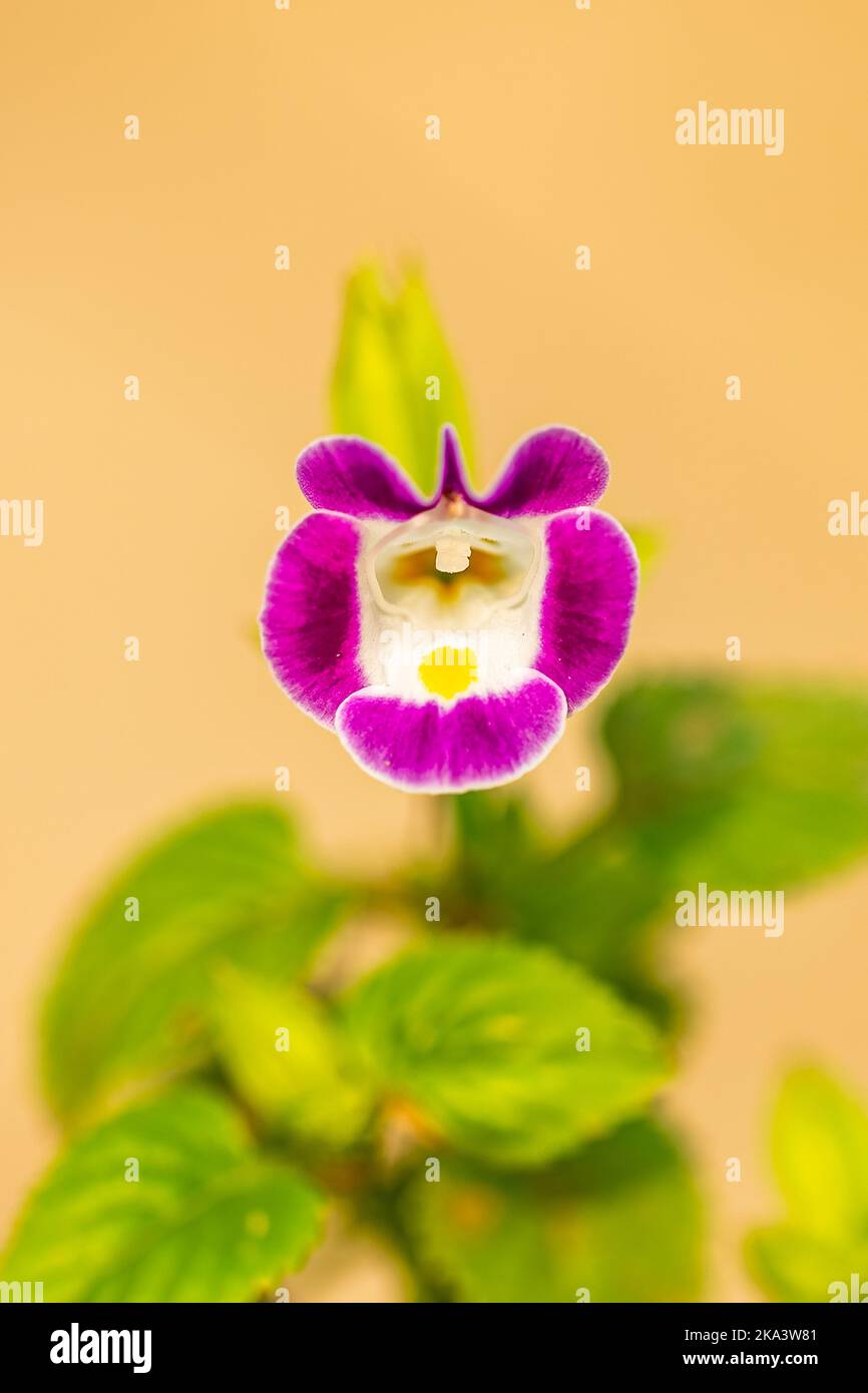 Une fleur de triangle de couleur violet clair dans le jardin Banque D'Images