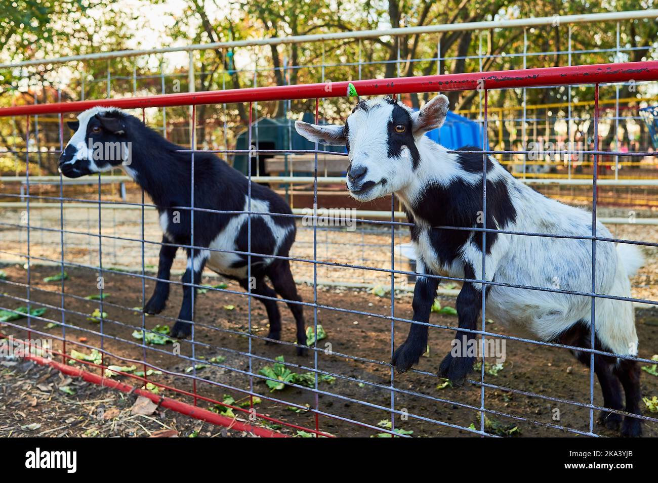 Bébés chèvres dans leurs enclos à l'exposition de la ferme Banque D'Images