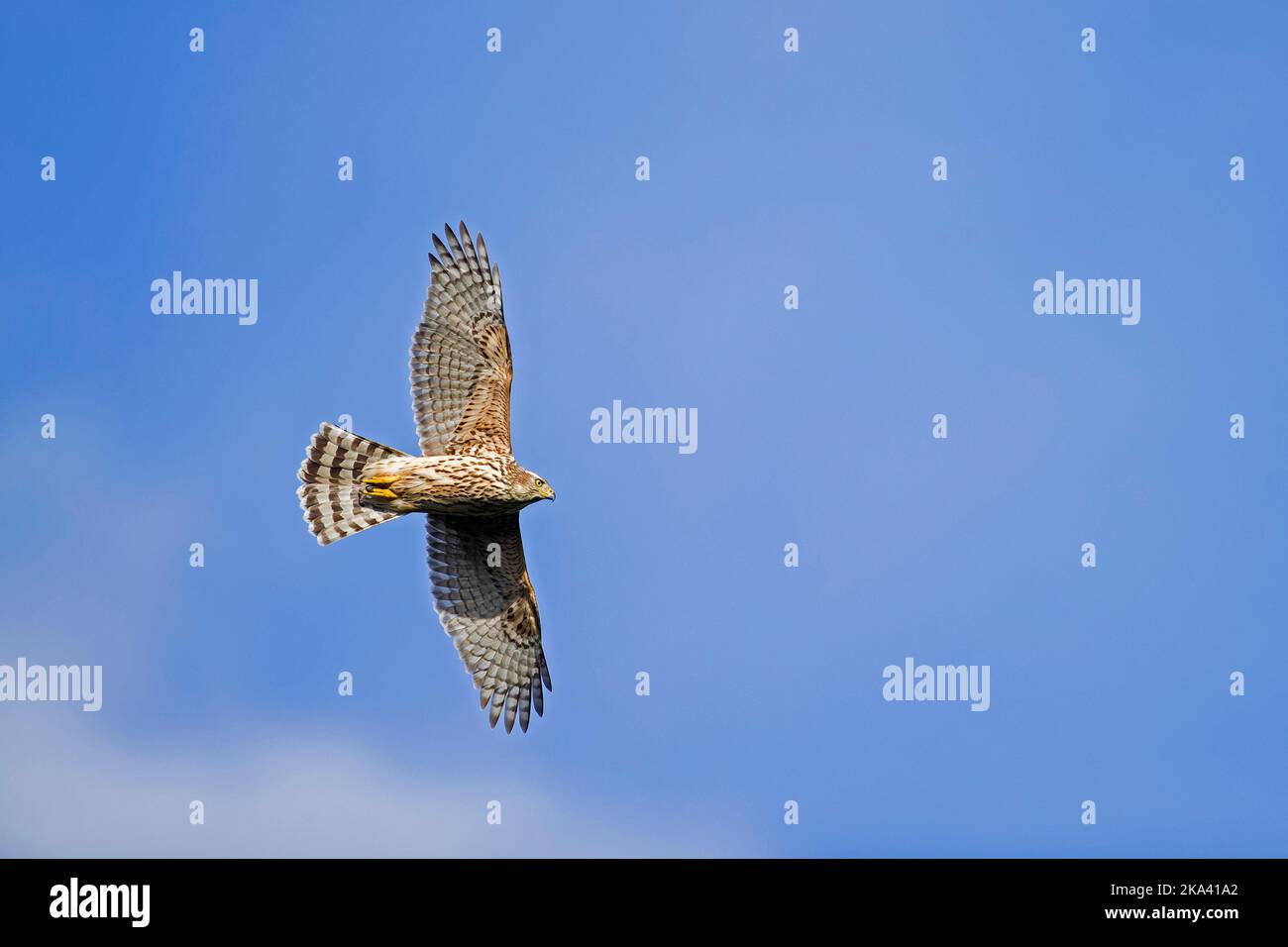 Perfaucon du Nord (Accipiter gentilis) juvénile en vol, s'envolent contre le ciel bleu en automne/automne Banque D'Images