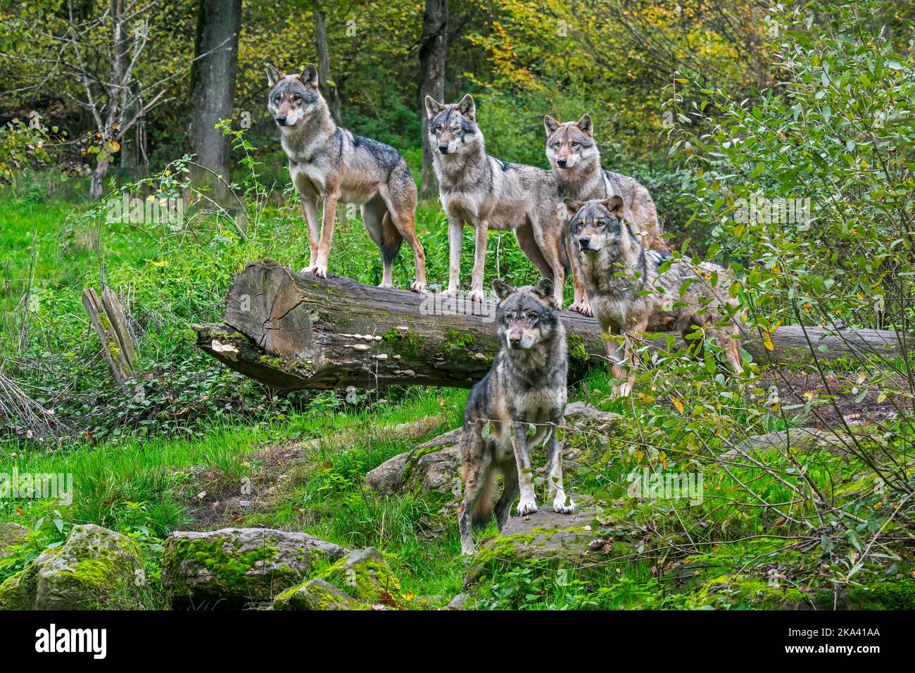 Wolf pack de cinq loups eurasiens / loups gris (Canis lupus lupus) sur le regard, debout sur le tronc d'arbre tombé dans la forêt en automne Banque D'Images