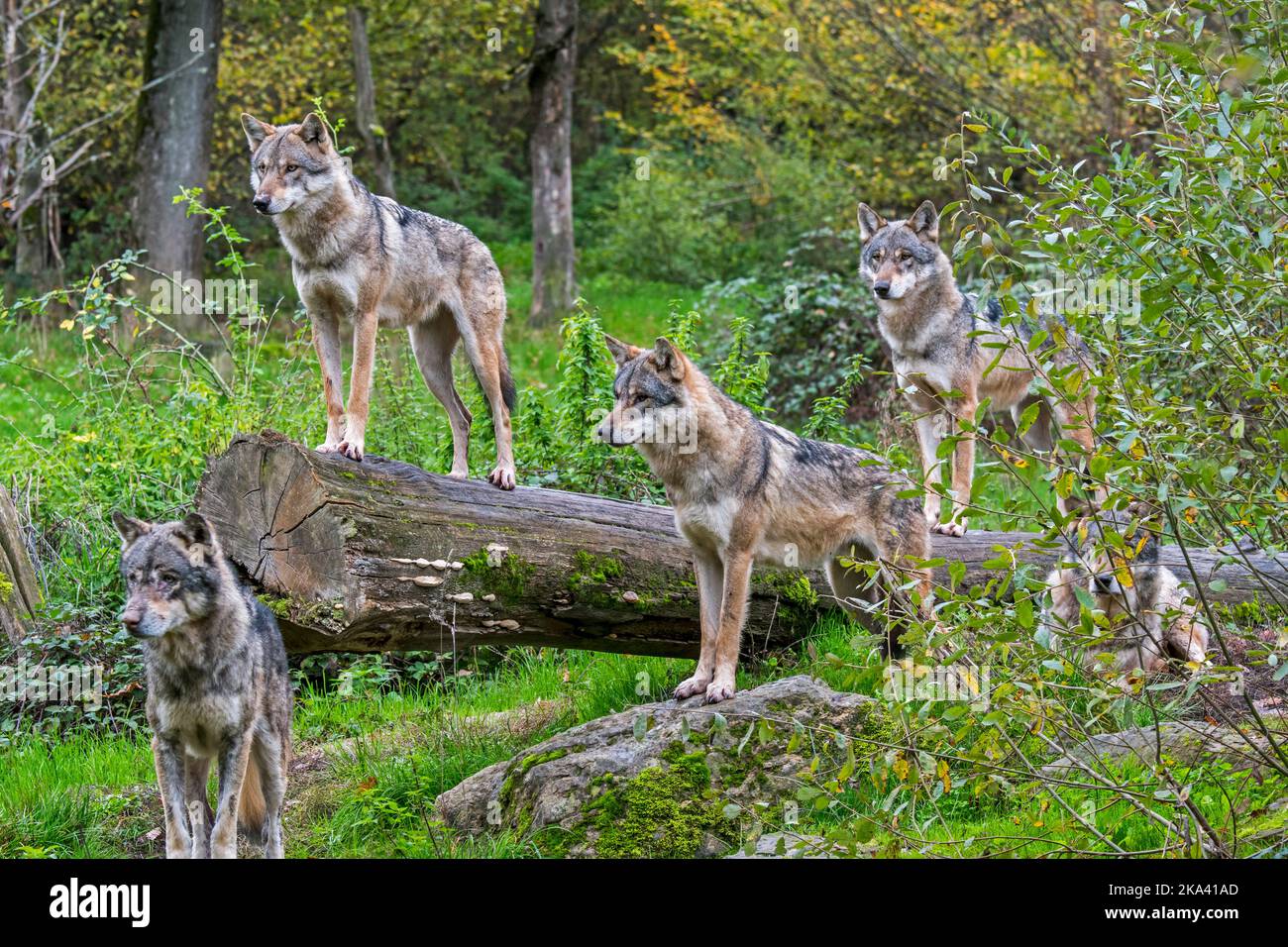 Wolf pack de cinq loups eurasiens / loups gris (Canis lupus lupus) sur le regard, debout sur le tronc d'arbre tombé dans la forêt en automne Banque D'Images