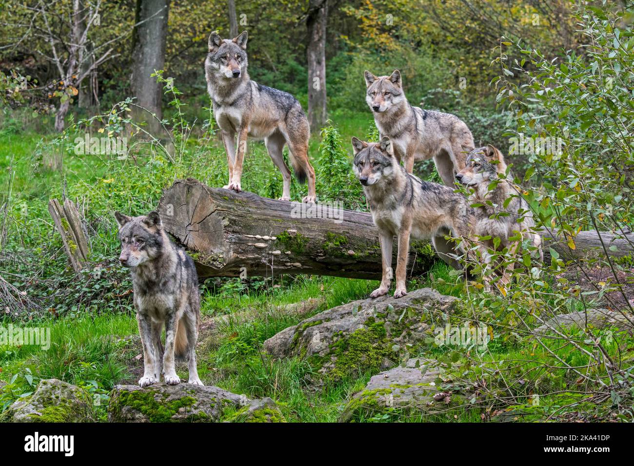 Wolf pack de cinq loups eurasiens / loups gris (Canis lupus lupus) sur le regard, debout sur le tronc d'arbre tombé dans la forêt en automne Banque D'Images