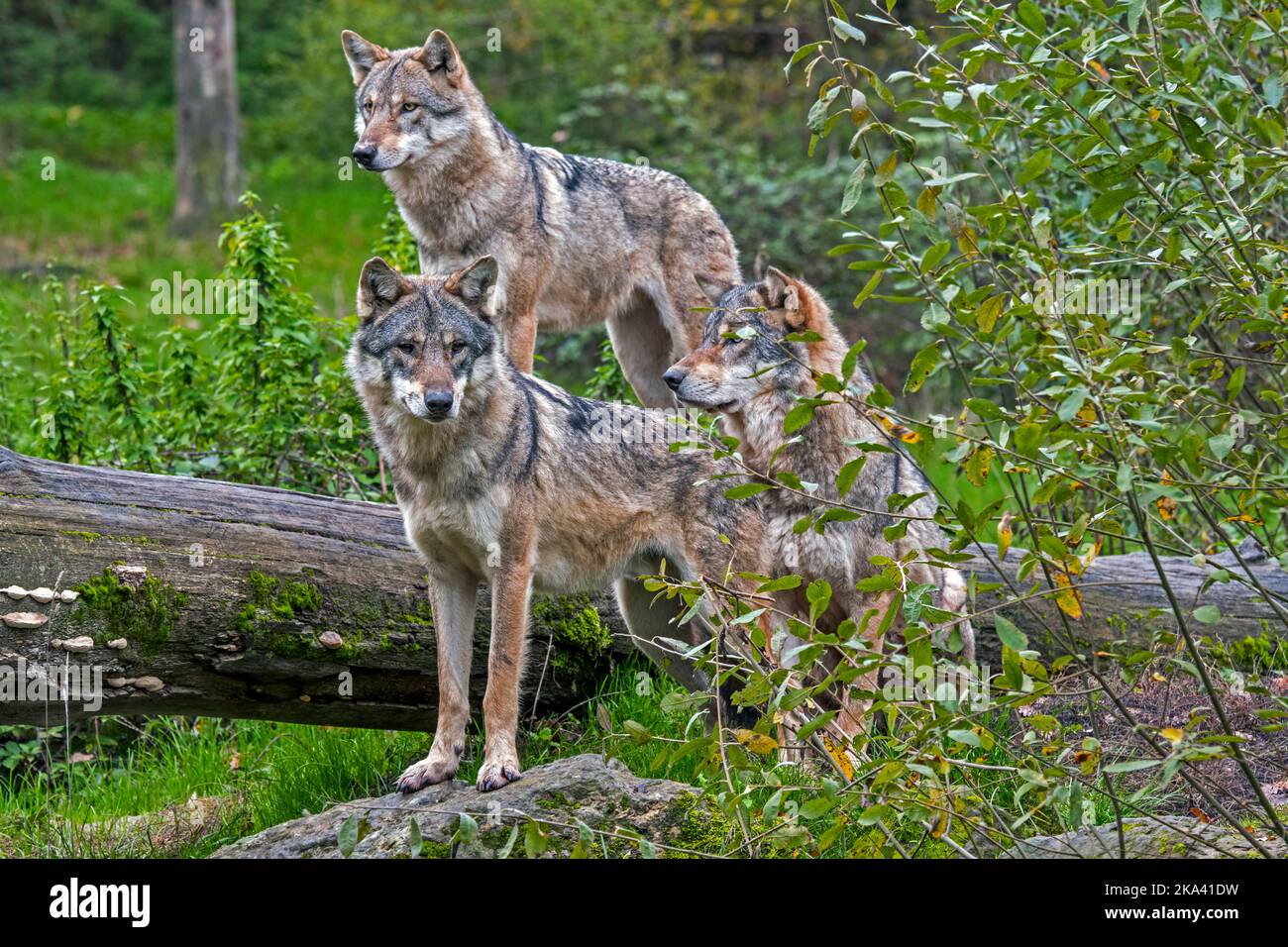 Wolf pack de trois loups eurasiens / loups gris (Canis lupus lupus) sur le regard, debout sur le tronc d'arbre tombé dans la forêt en automne Banque D'Images