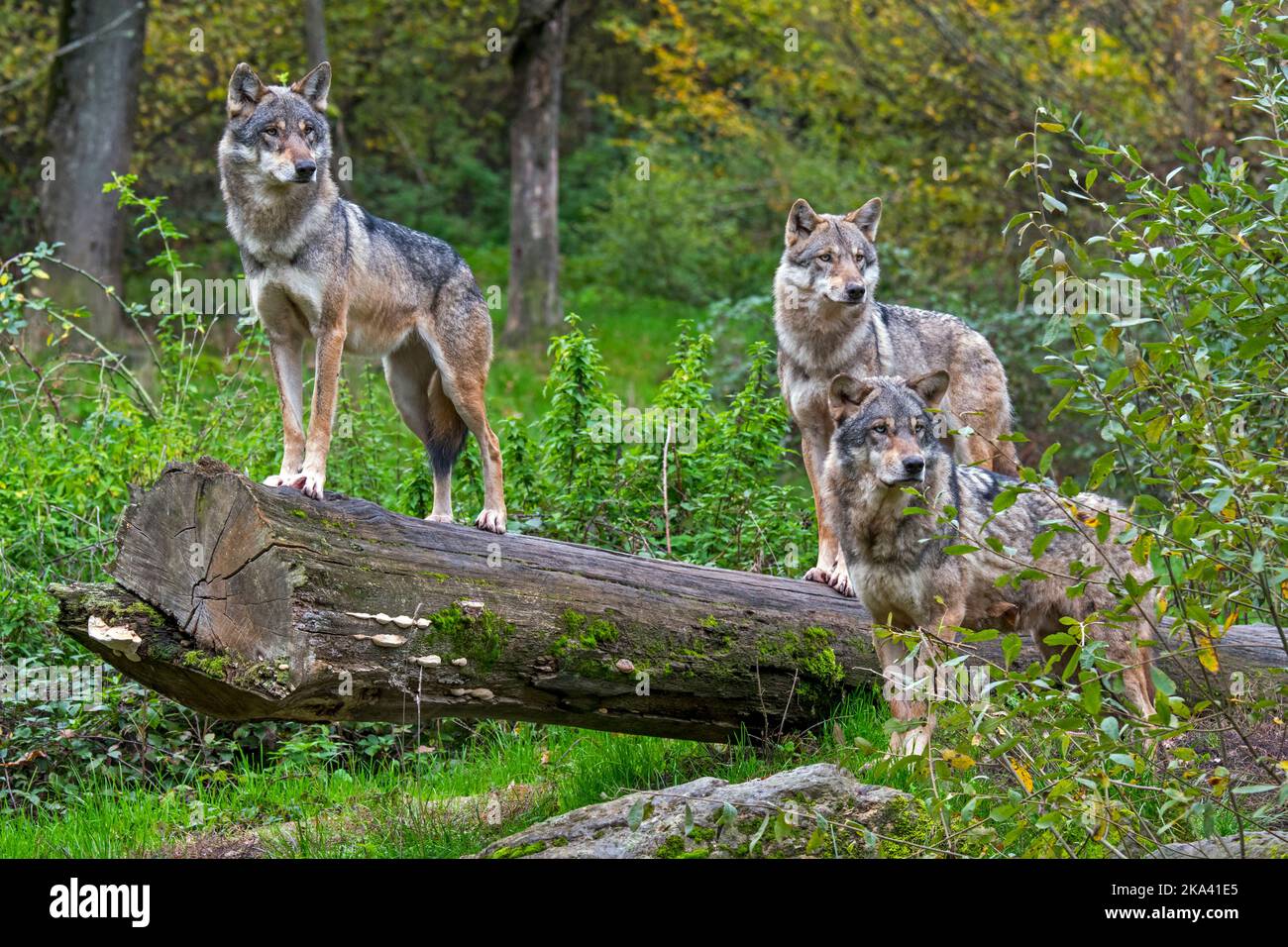 Wolf pack de trois loups eurasiens / loups gris (Canis lupus lupus) sur le regard, debout sur le tronc d'arbre tombé dans la forêt en automne Banque D'Images