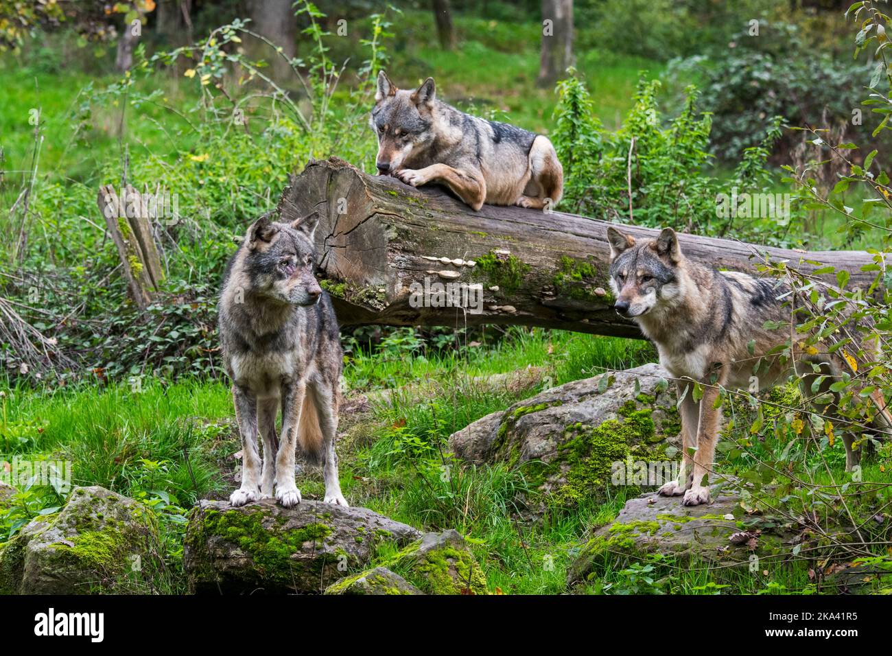 Wolf pack de trois loups eurasiens / loups gris (Canis lupus lupus) sur le regard-dehors dans la forêt en automne Banque D'Images