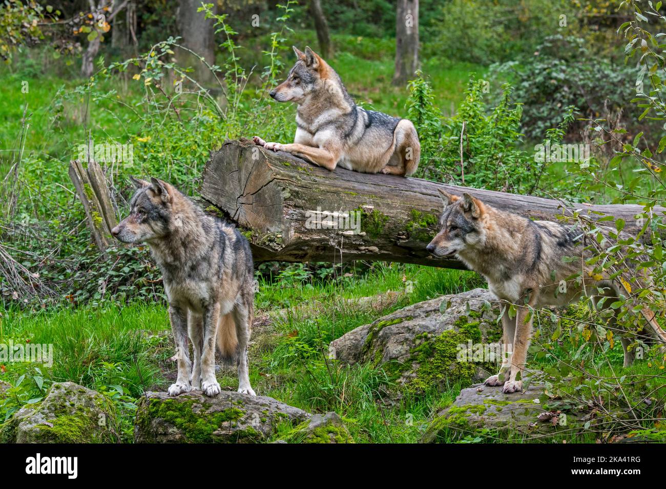 Wolf pack de trois loups eurasiens / loups gris (Canis lupus lupus) sur le regard-dehors dans la forêt en automne Banque D'Images