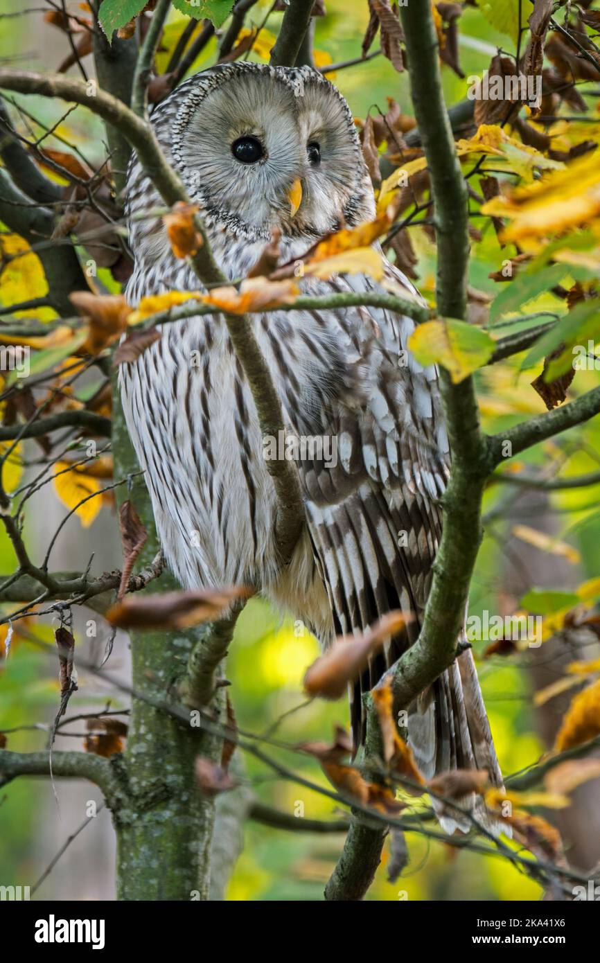 Hibou de l'Oural (Strix uralensis) perché dans un arbre en forêt, originaire de Scandinavie, d'Europe de l'est montagneuse et de Russie au Japon Banque D'Images