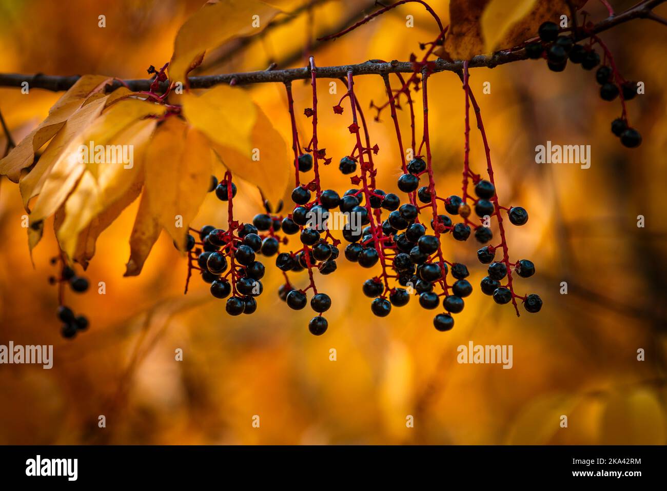 Cerisier d'oiseau européen (Prunus padus) et Bracken (Pteridium aquilinum) avec givre de houar, coloration automnale paysage forêt d'automne Banque D'Images