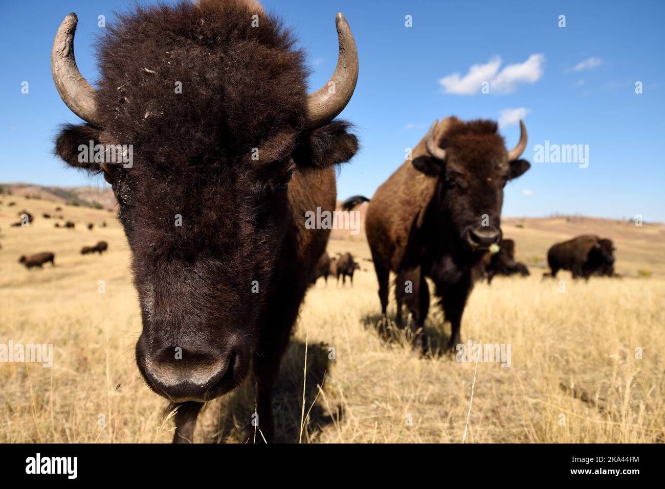 Vue en gros plan de 2 American Bison, ou Buffalo, sur les prairies du Dakota du Sud, États-Unis. Banque D'Images