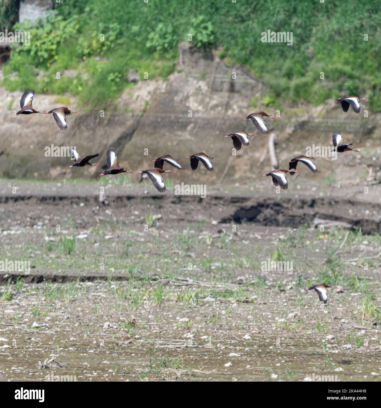 Un troupeau d'oiseaux volants près d'une falaise Banque D'Images