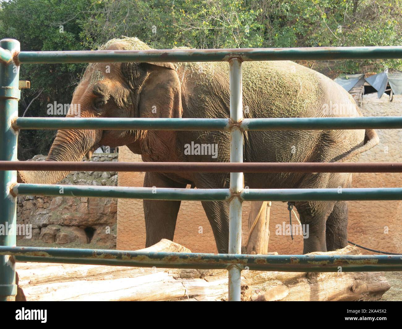 Le Lanka, l'éléphant indien était un cadeau au Président Tito et aujourd'hui âgé de 50 ans, réside toujours dans le parc safari du parc national de Brijuni. Banque D'Images Le Lanka, l'éléphant indien était un cadeau au Président Tito et aujourd'hui âgé de 50 ans, réside toujours dans le parc safari du parc national de Brijuni. Banque D'Images