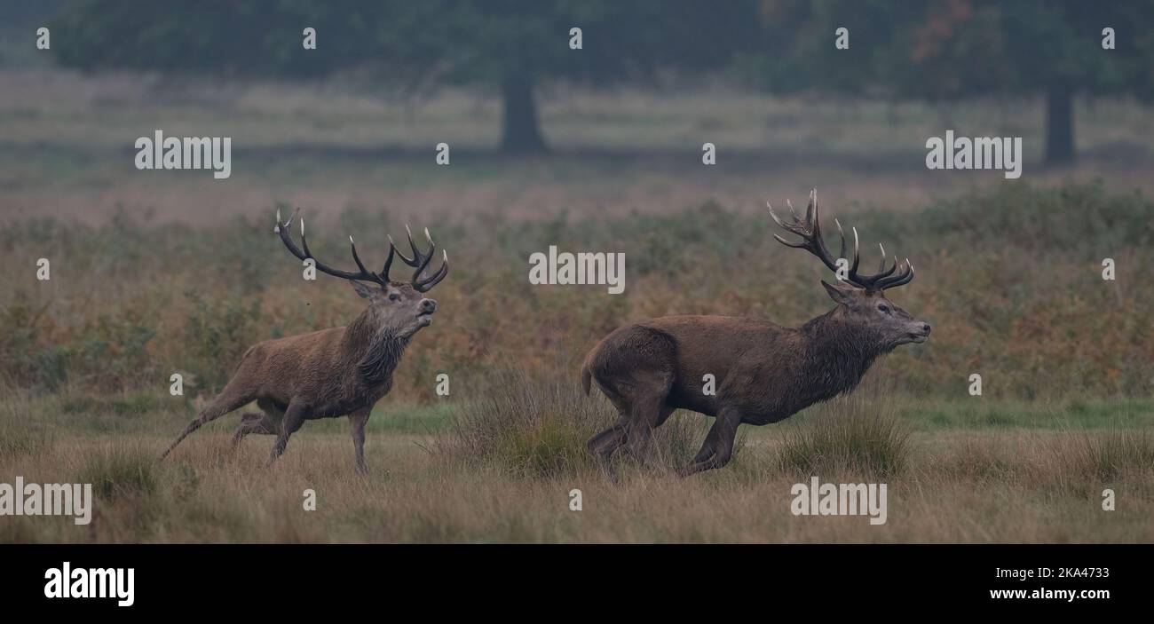 Singes perchés en hauteur sur le rocher de Gibraltar Banque D'Images