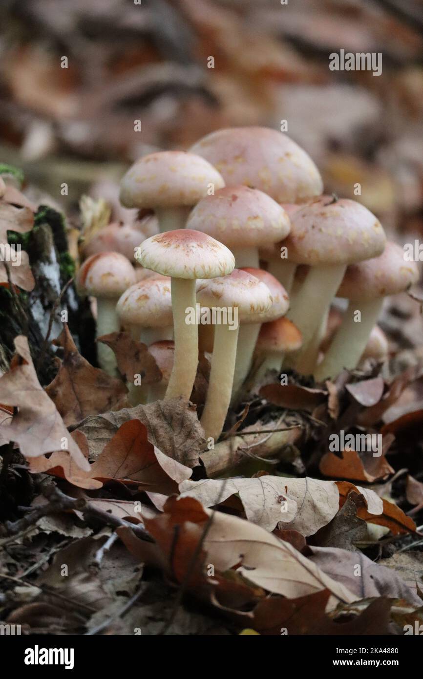 Champignon à tête de soufre rouge brique avec ancien feuillage Banque D'Images