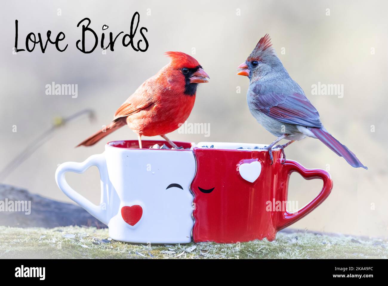 Un gros plan de cardinaux de norhtern (Cardinalis cardinalis) sur des mugs baisers avec le texte « Love Birds » Banque D'Images