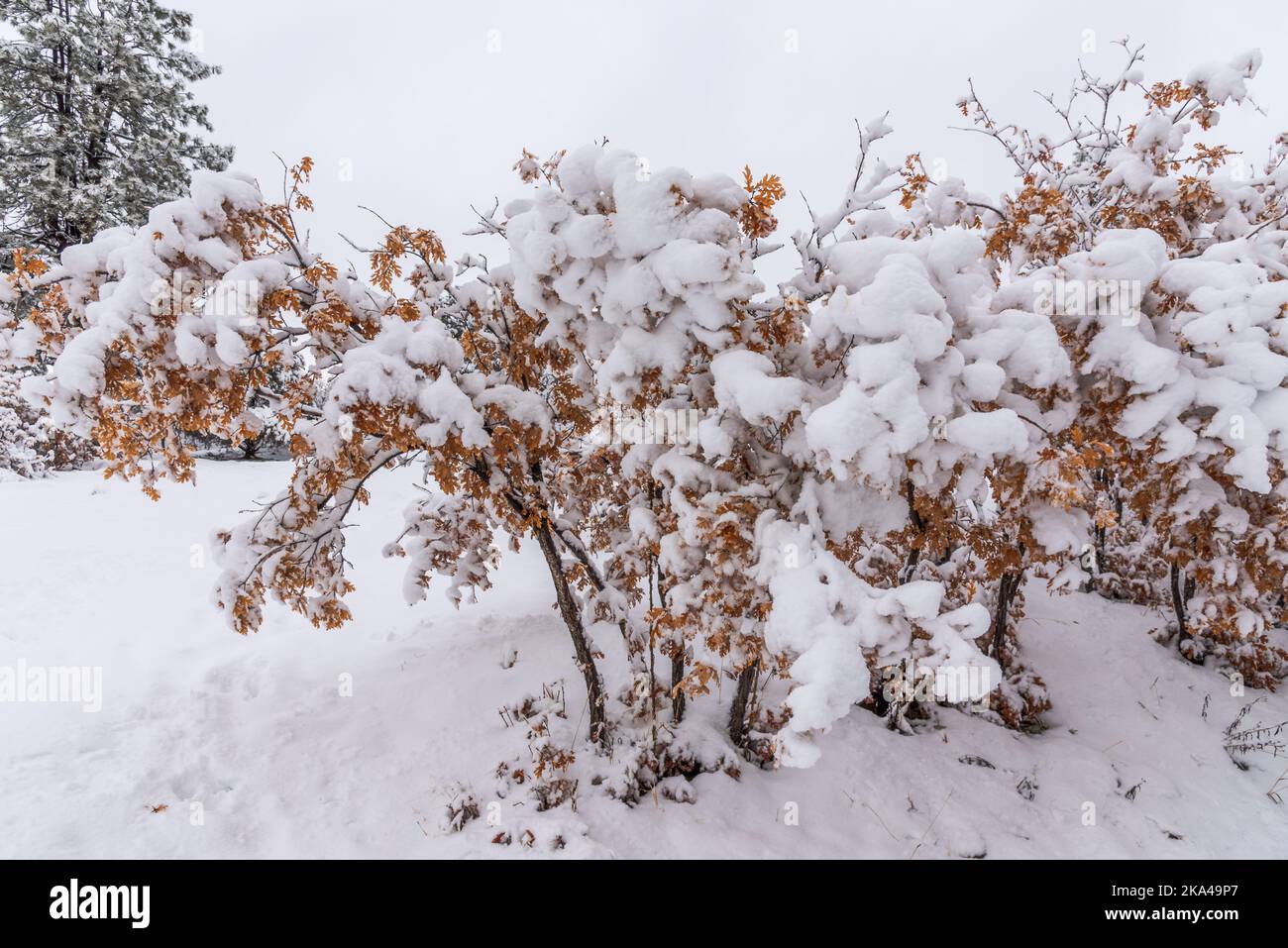 La neige épaisse plie les branches des jeunes arbres de chêne de broussailles. Banque D'Images
