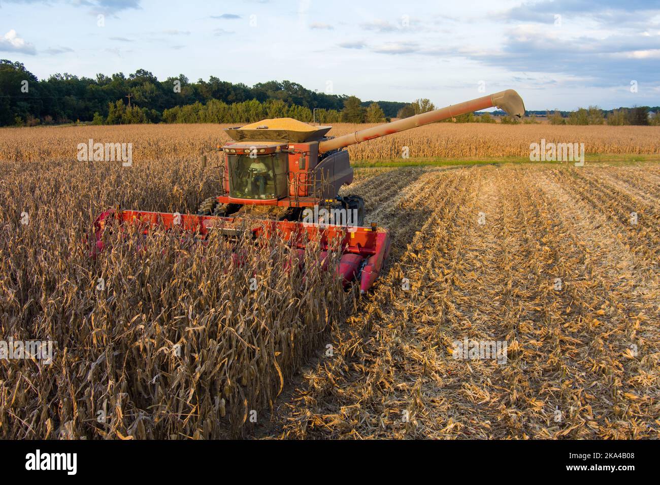 Une moissonneuse-batteuse labourant un champ de maïs par temps ensoleillé Banque D'Images