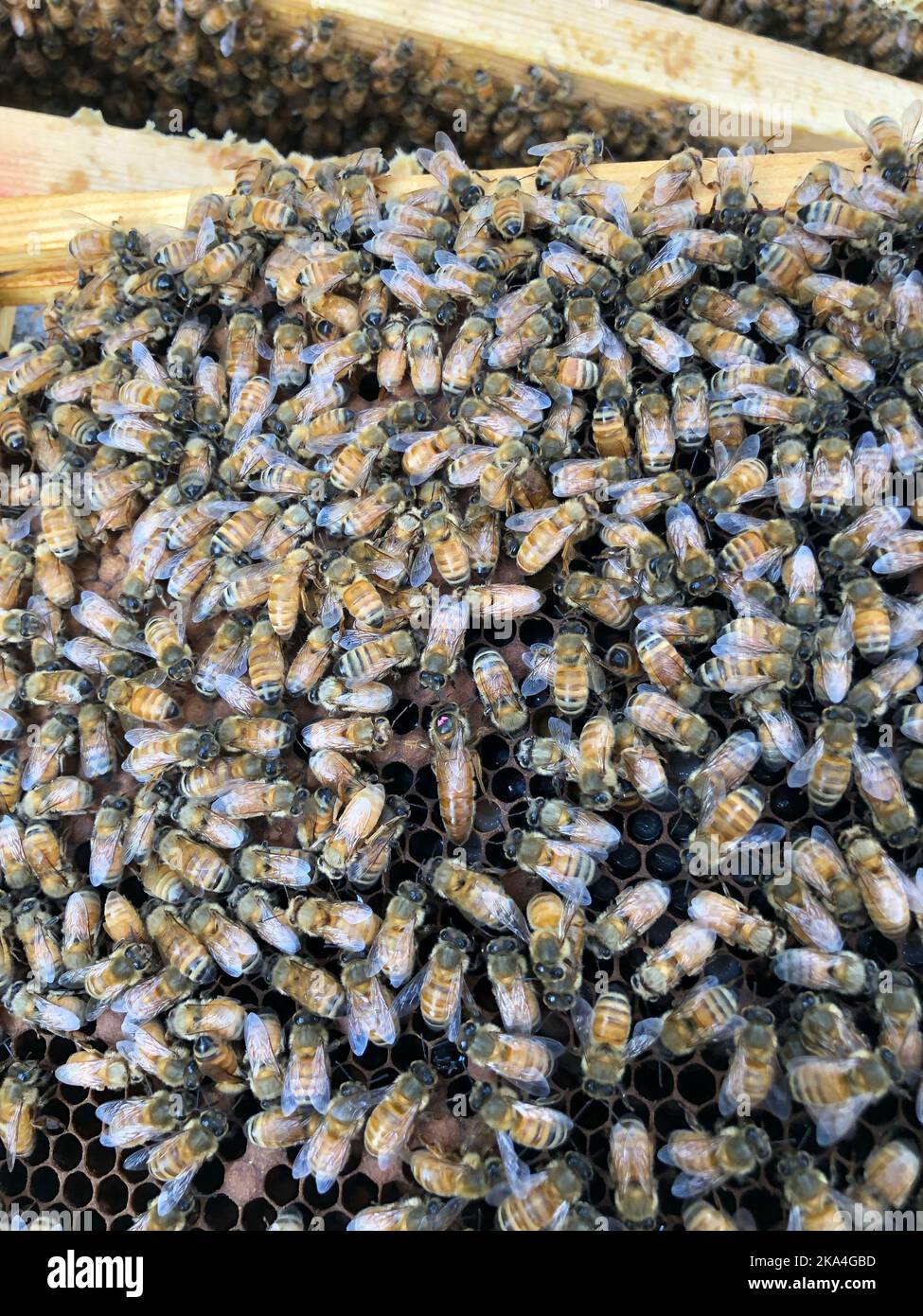 Gros plan vertical des abeilles Buckfast dans une colonie d'abeilles Banque D'Images