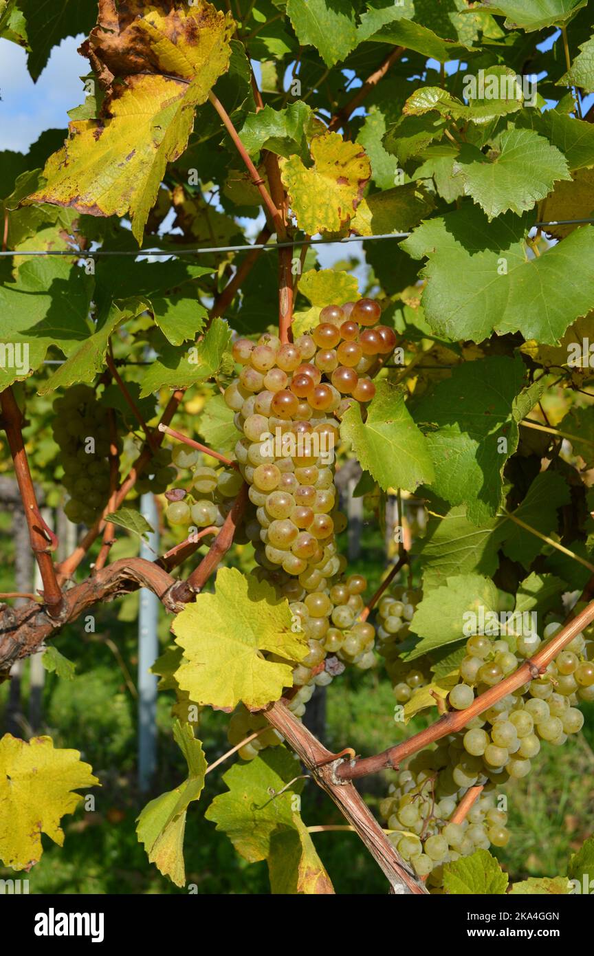 Reife Weintrauben, raisins mûrs à Spitz an der Donau, Wachau, Basse-Autriche. Grüner Veltliner, Weißwein, vin blanc Banque D'Images