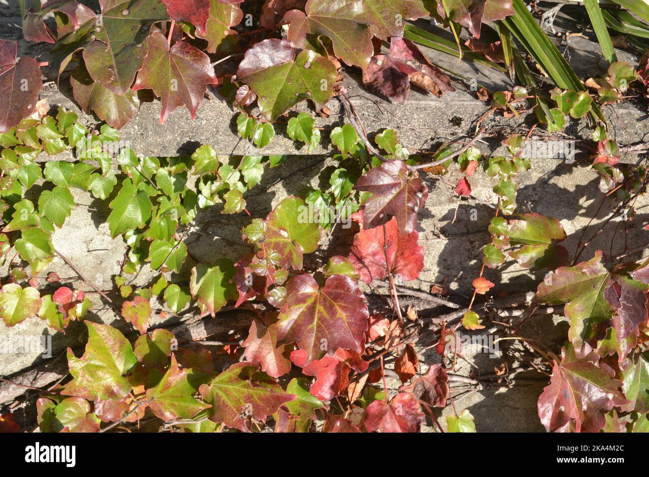Feuilles d'automne de l'arbre d'escalade sur le mur de béton dans un jardin sous la lumière du soleil. Banque D'Images